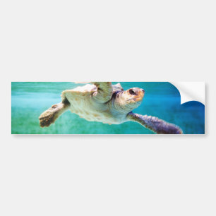 Loggerhead #3 Bumper Sticker