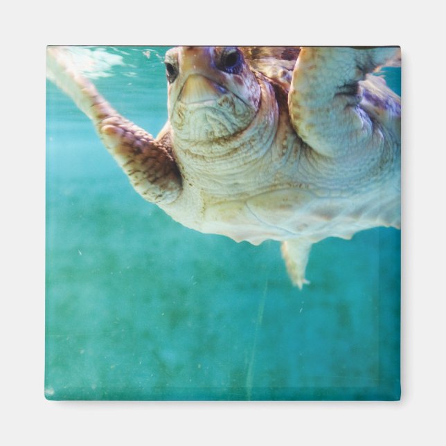 Loggerhead #5 Magnet (Front)