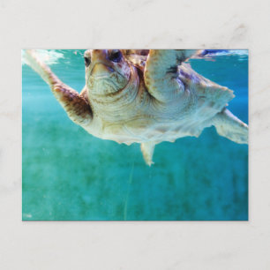 Loggerhead #5 Postcard