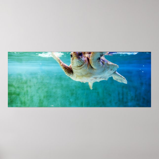 Loggerhead #5 Poster (Front)