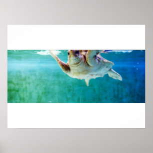 Loggerhead #5 Poster