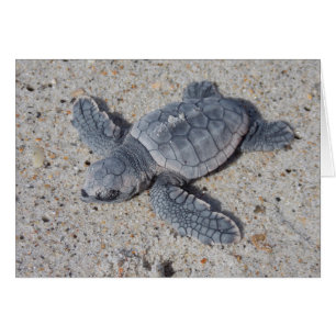 Loggerhead Rescue II