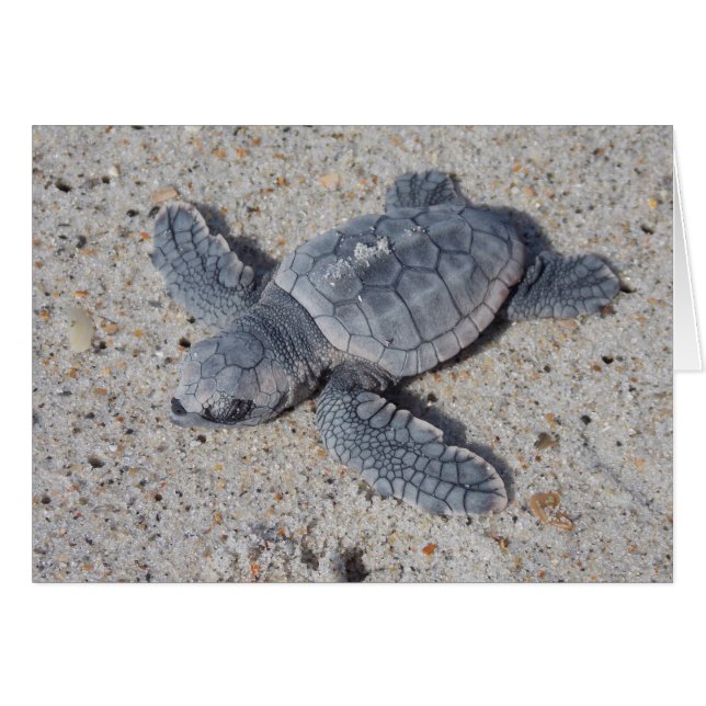 Loggerhead Rescue II (Front Horizontal)