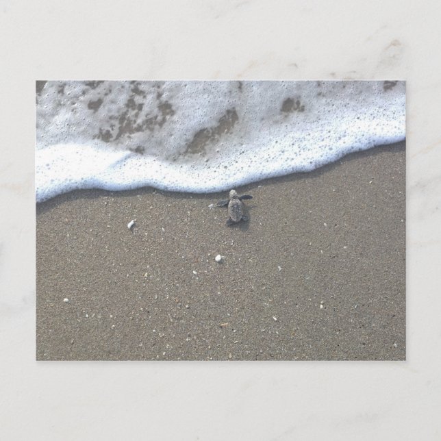 Loggerhead Sea Turtle Hatchling Postcard (Front)