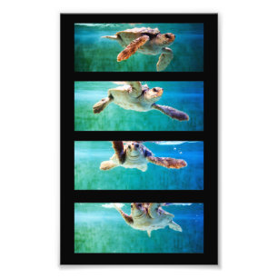 Loggerhead Sea Turtle Study Photo Print