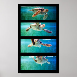Loggerhead Sea Turtle Study Poster