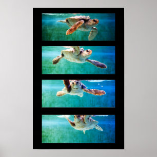 Loggerhead Sea Turtle Study Poster
