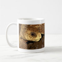 Loggerhead Sea Turtles Graphic