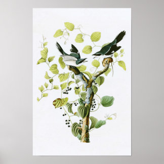 Loggerhead Shrike John Audubon Birds of America Poster