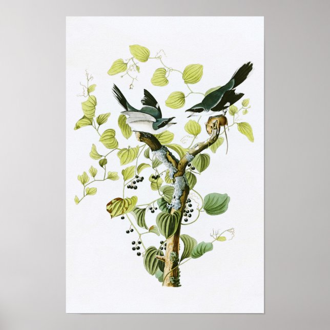 Loggerhead Shrike John Audubon Birds of America Poster (Front)