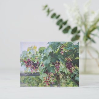 Loire Valley Vineyard – French Grape Painting Postcard