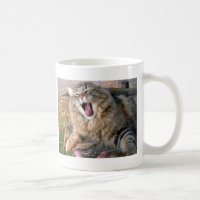 LOL Maine Coon