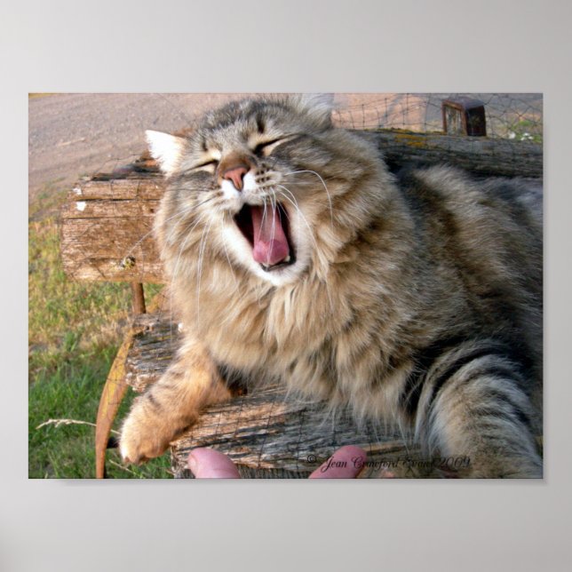 LOL Maine Coon Poster (Front)