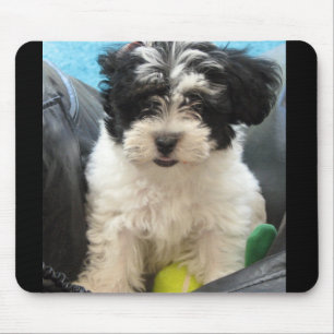Lola A Rescued Havanese puppy Mouse Mat