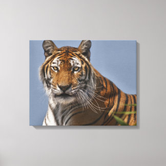 Lola Wrapped Canvas