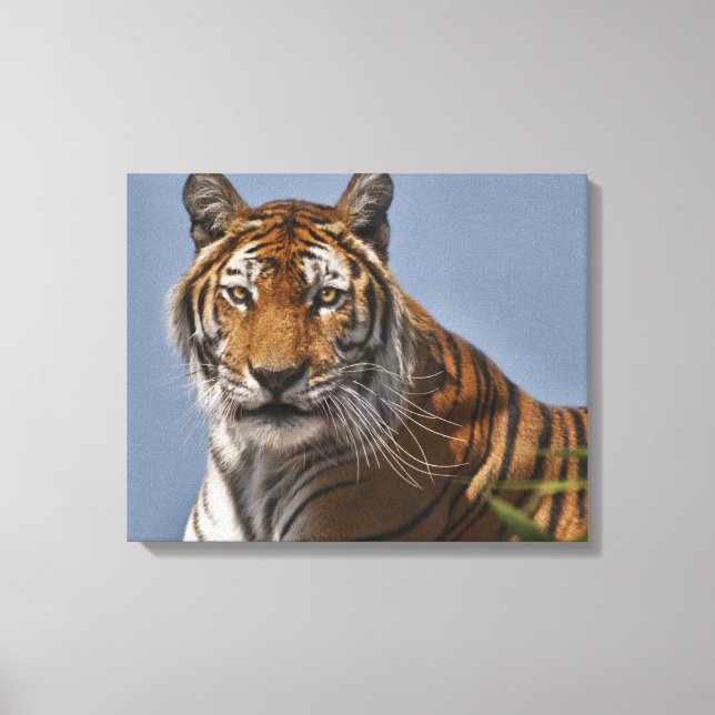 Lola Wrapped Canvas (Front)