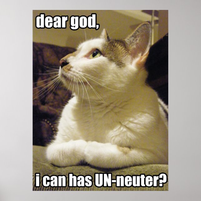 LOLcat - dear god Poster (Front)