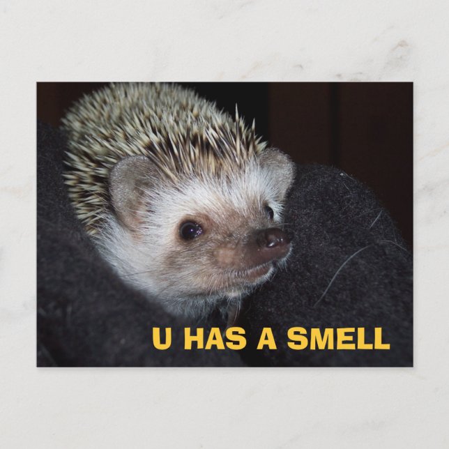 LOLHog PostCard (Front)