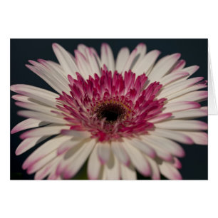 Lollipop Gerbera
