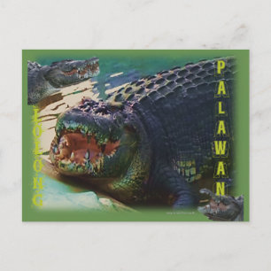 Lolong - "The largest Crocodile ever Captived" Postcard