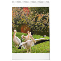 London Pelicans of St James's Park