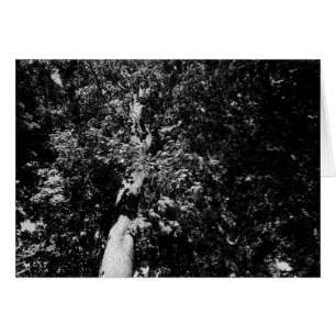 London Plane Tree B&W