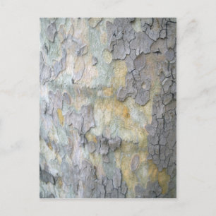 London Plane Tree Bark Postcard