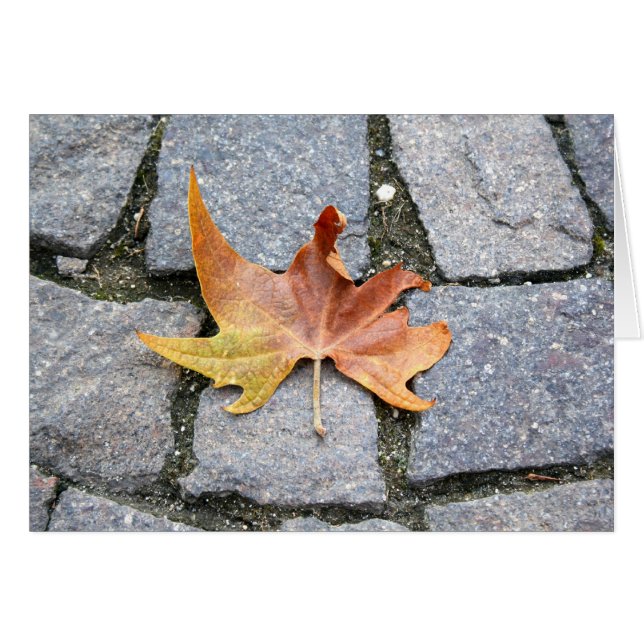 London Plane Tree Leaf (Front Horizontal)