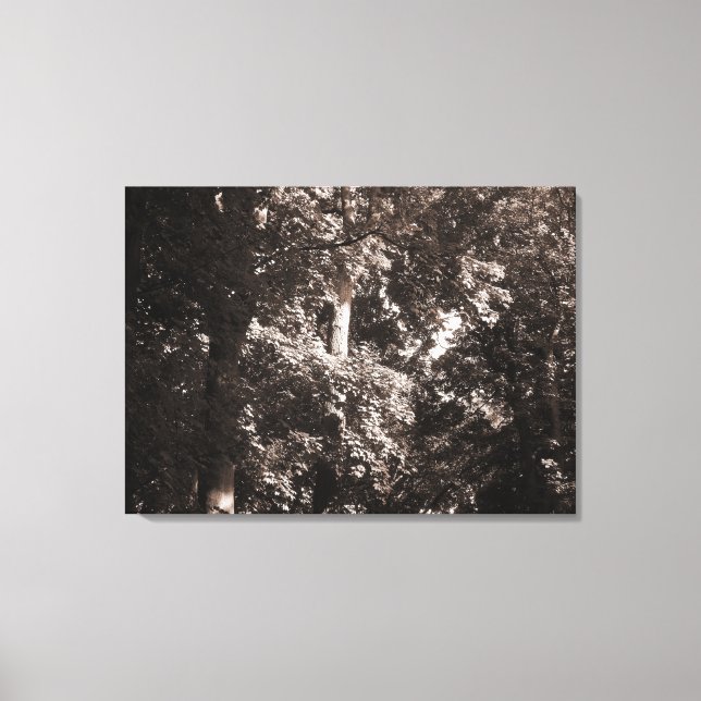 London Plane Trees Canvas Print (Front)