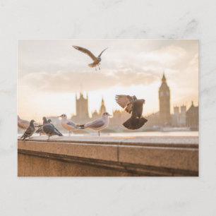 London seagulls postcard