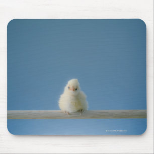 Lone Baby Pet Chicken Sitting on a Perch Mouse Mat