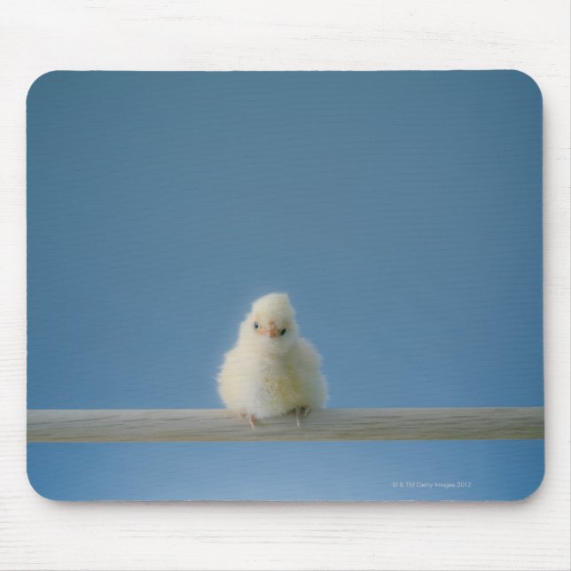 Lone Baby Pet Chicken Sitting on a Perch Mouse Mat (Front)