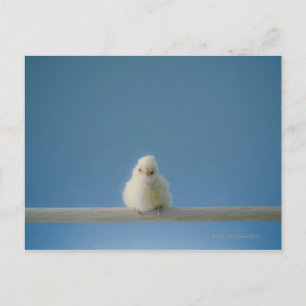 Lone Baby Pet Chicken Sitting on a Perch Postcard