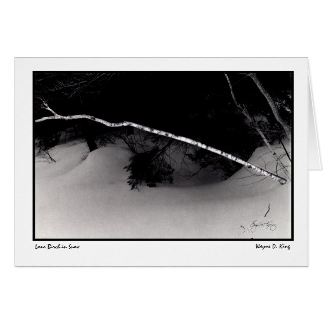 Lone Birch in Snow (Front Horizontal)