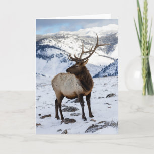 Lone Bull Elk in Snow   Yellowstone National Park Card