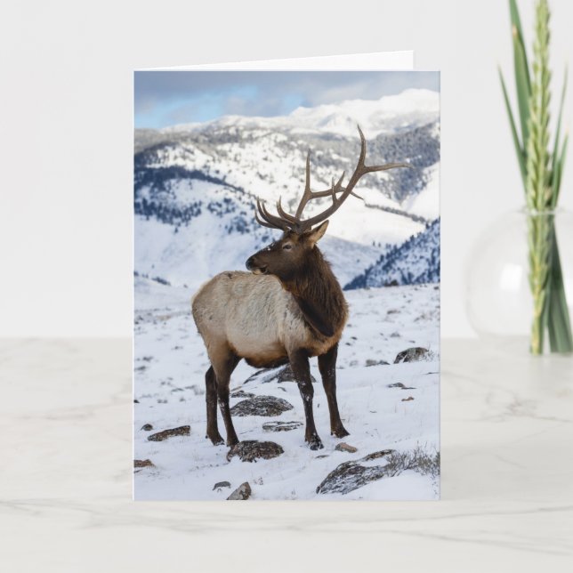 Lone Bull Elk in Snow | Yellowstone National Park Card (Front)