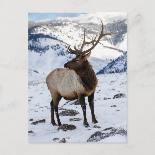 Lone Bull Elk in Snow | Yellowstone National Park Postcard (Front)
