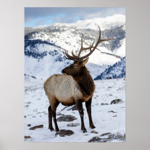 Lone Bull Elk in Snow   Yellowstone National Park Poster