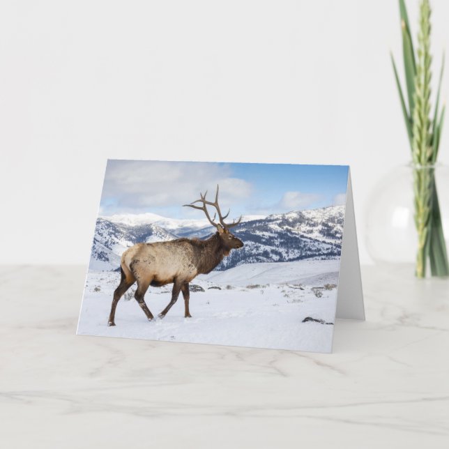 Lone Bull Elk | Yellowstone National Park Card (Front)