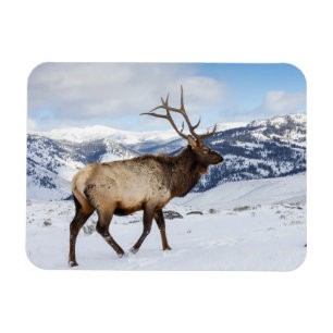 Lone Bull Elk   Yellowstone National Park Magnet