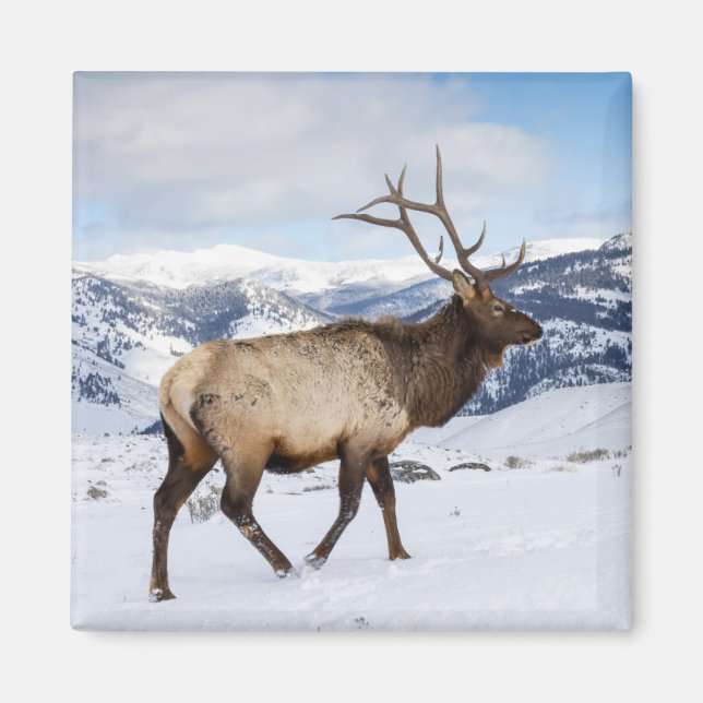 Lone Bull Elk | Yellowstone National Park Magnet (Front)