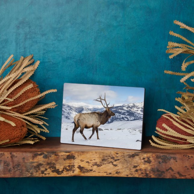 Lone Bull Elk | Yellowstone National Park Plaque (Side)