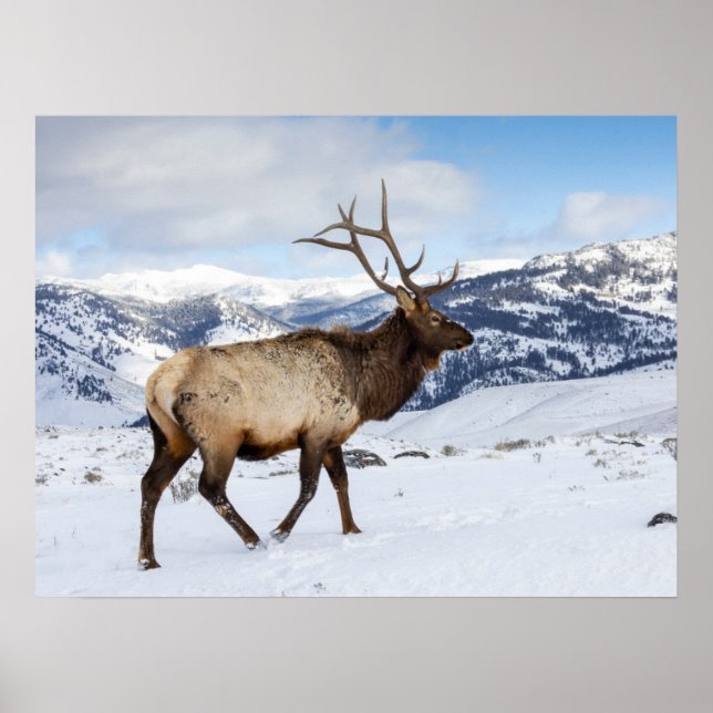 Lone Bull Elk | Yellowstone National Park Poster (Front)