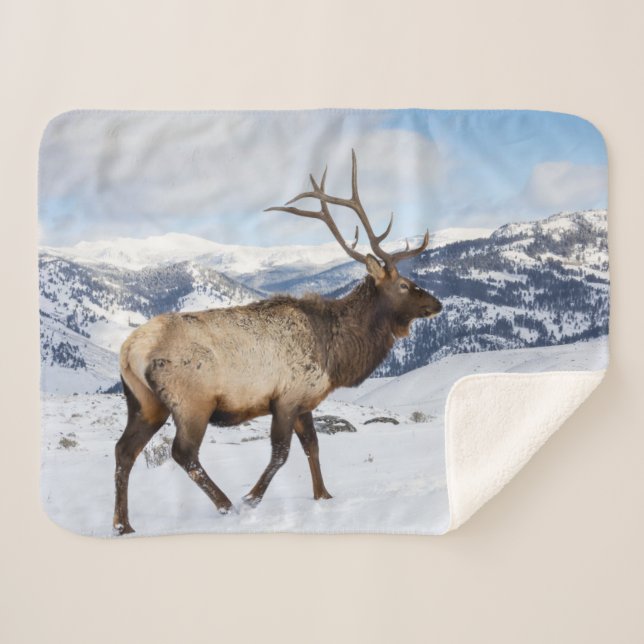 Lone Bull Elk | Yellowstone National Park Sherpa Blanket (Front (Horizontal))