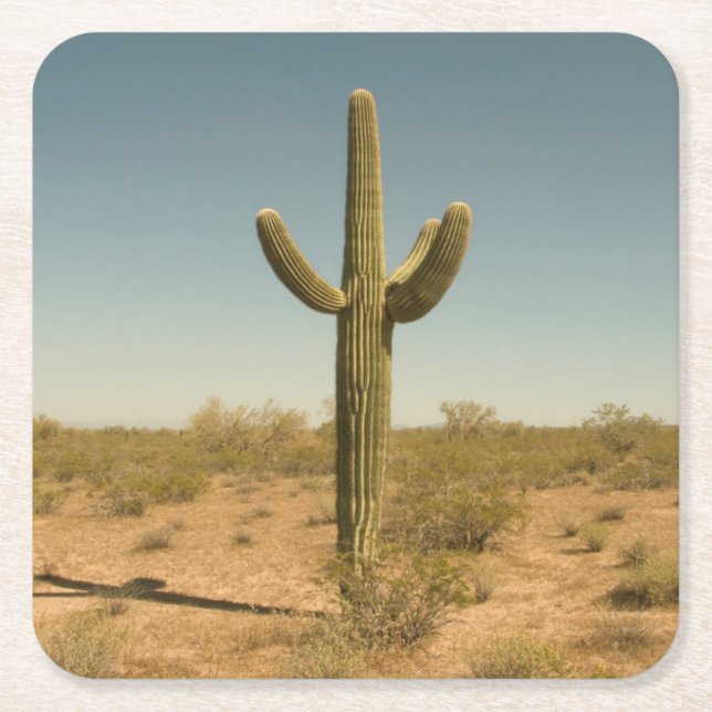 Lone Cactus Square Paper Coaster (Front)