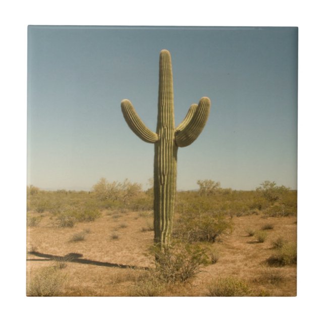 Lone Cactus Tile (Front)