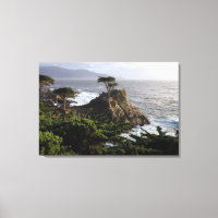 Lone Cypress - stretched canvas print