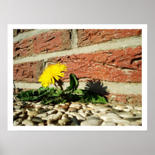 Lone Dandelion Poster