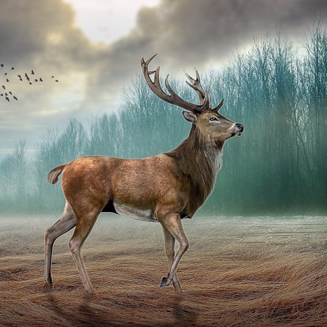 Lone Deer In Misty Forest Poster (Creator Uploaded)