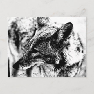 Lone Desert Coyote, D.B. Martin  2005 Postcard